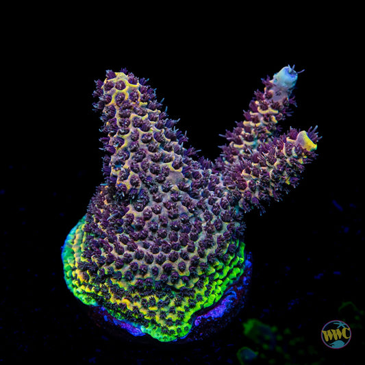 Caverns of Time Acropora