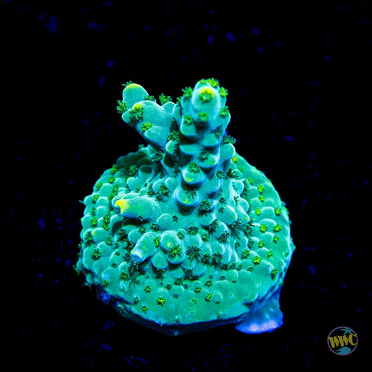 Iguanadon Acropora