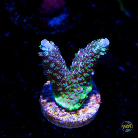 Dollar General Acropora