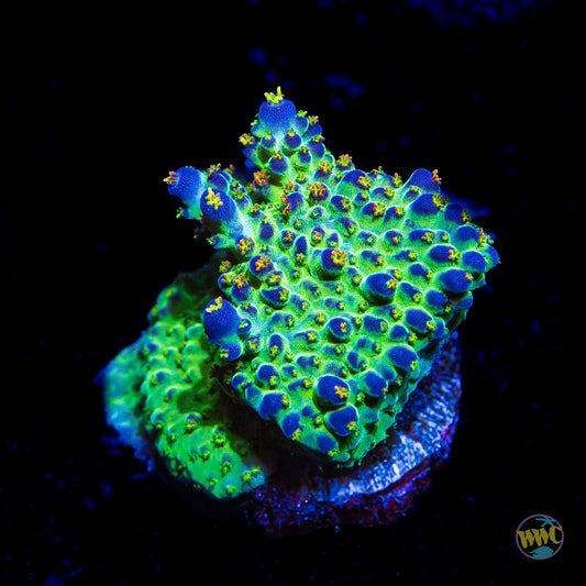 JKR Rainbow Acropora