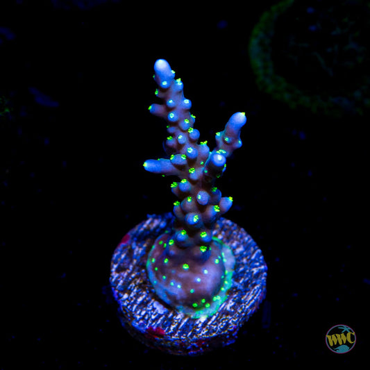 RR Black Sabbath Acropora