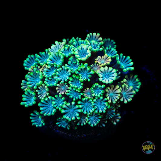 Hologram Alveopora