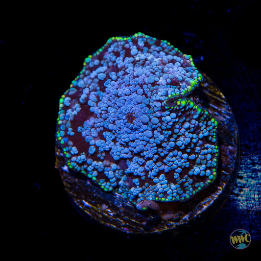 Bubbly Baby Blues Disco Mushroom