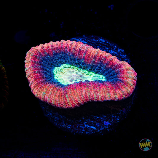 Sea Monster Goniastrea