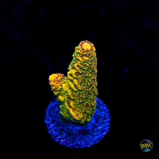 WWC Mille Cyrus Acropora