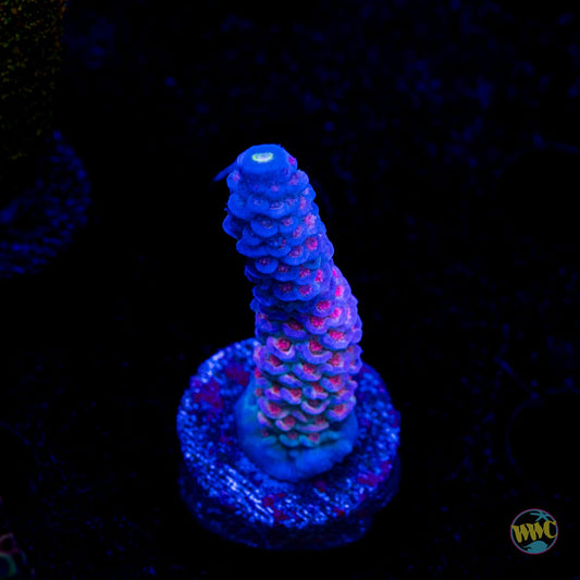 Jason Fox Jolt Acropora
