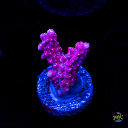 FF Red Robin Acropora