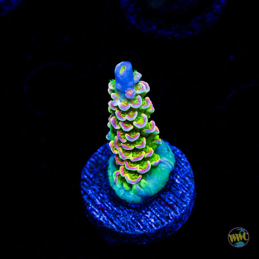 Jason Fox Homewrecker Tenuis Acropora