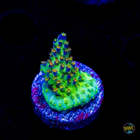 JKR Rainbow Acropora