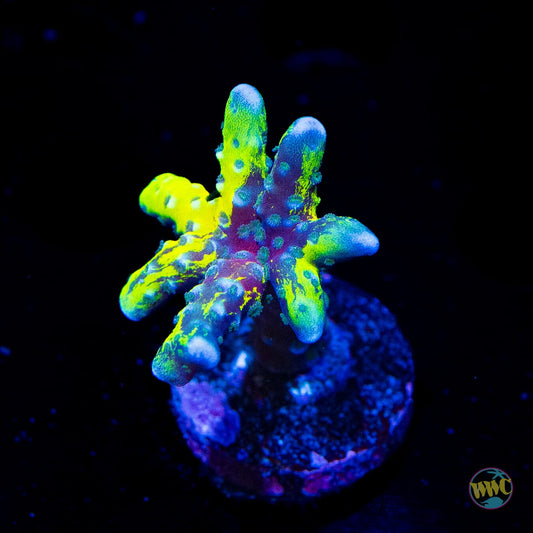 Goldenrod Grafted Anacropora