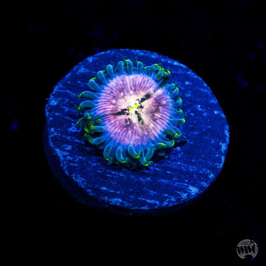 Hawaiian Ding Dang Zoanthids