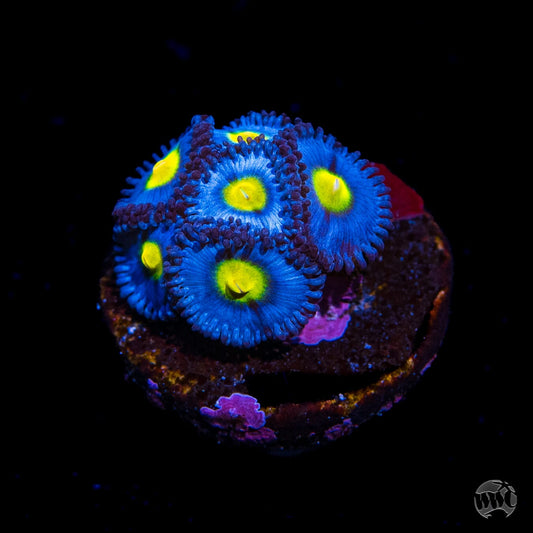 WWC AOI Zoanthids