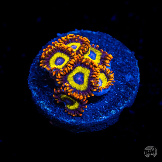 Fruit Loopz Zoanthids