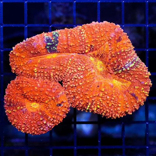 Halloween Lobophyllia