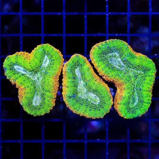Aussie Sizzling Lobphyllia