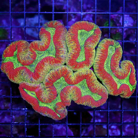Gold Dust Lobophyllia