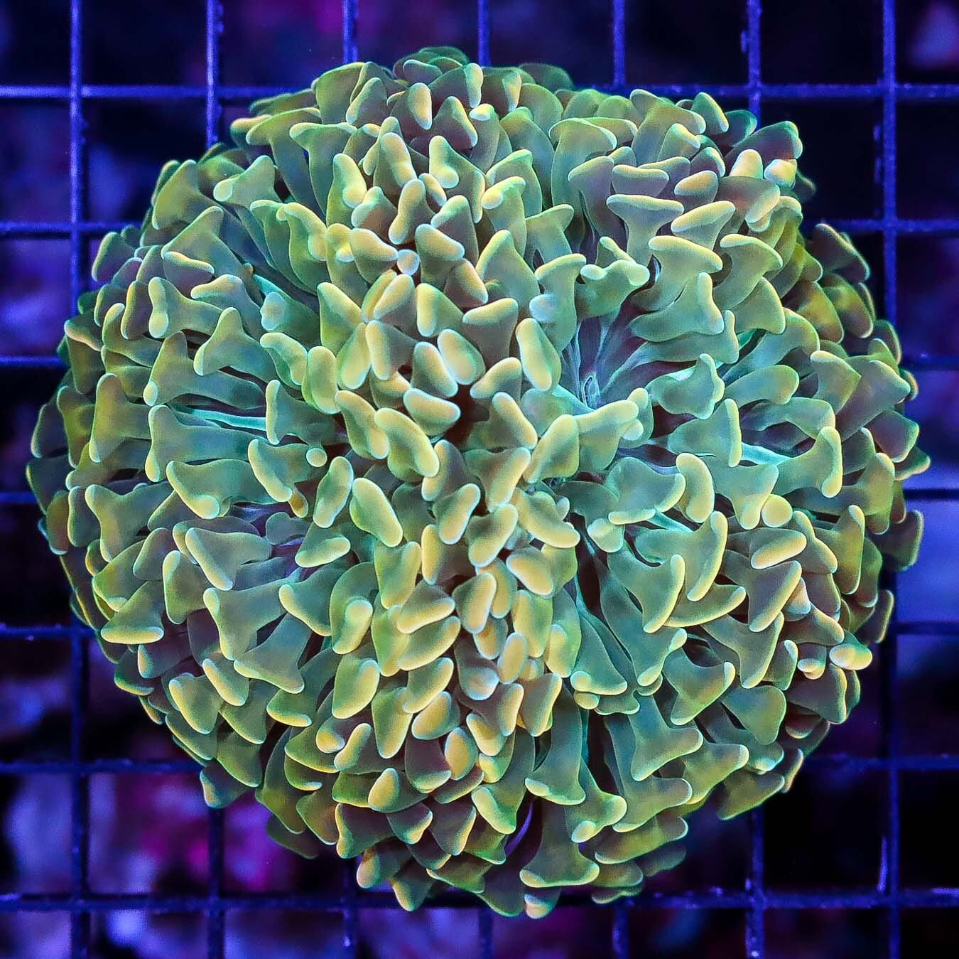 Golden Lime Wall Hammer
