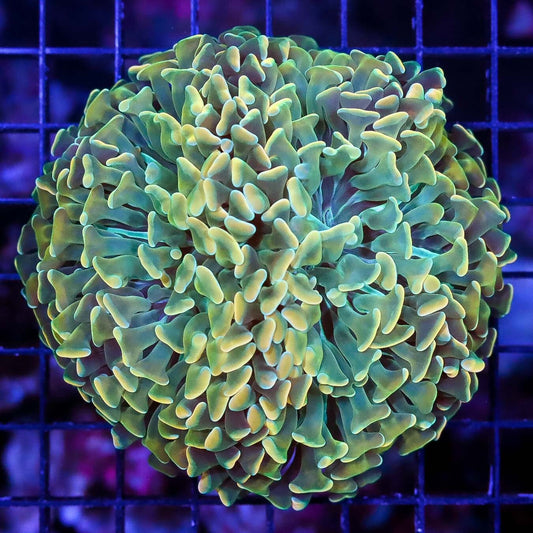 Golden Lime Wall Hammer