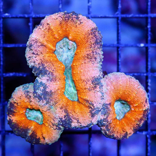 Orange Chameleon Lobophyllia