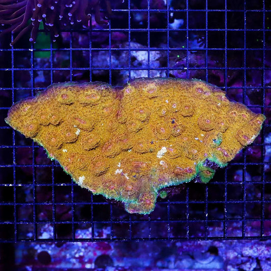Golden Plate Echinophyllia