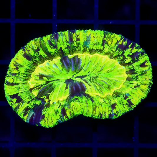 Aussie Toxic Trachyphyllia