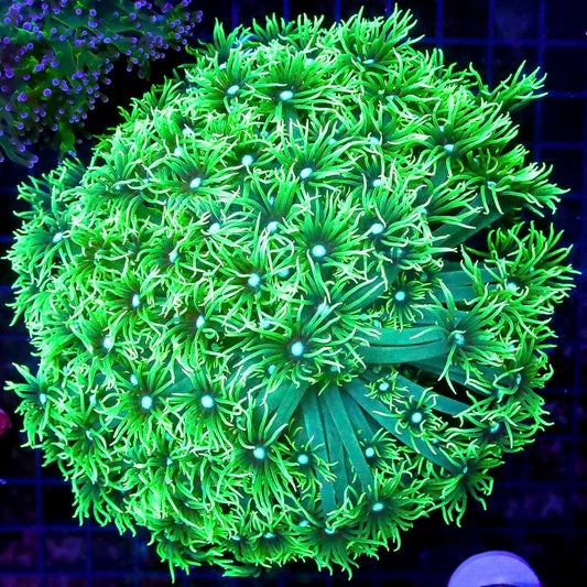 Aussie Green Ghost Long Polyp Goniopora