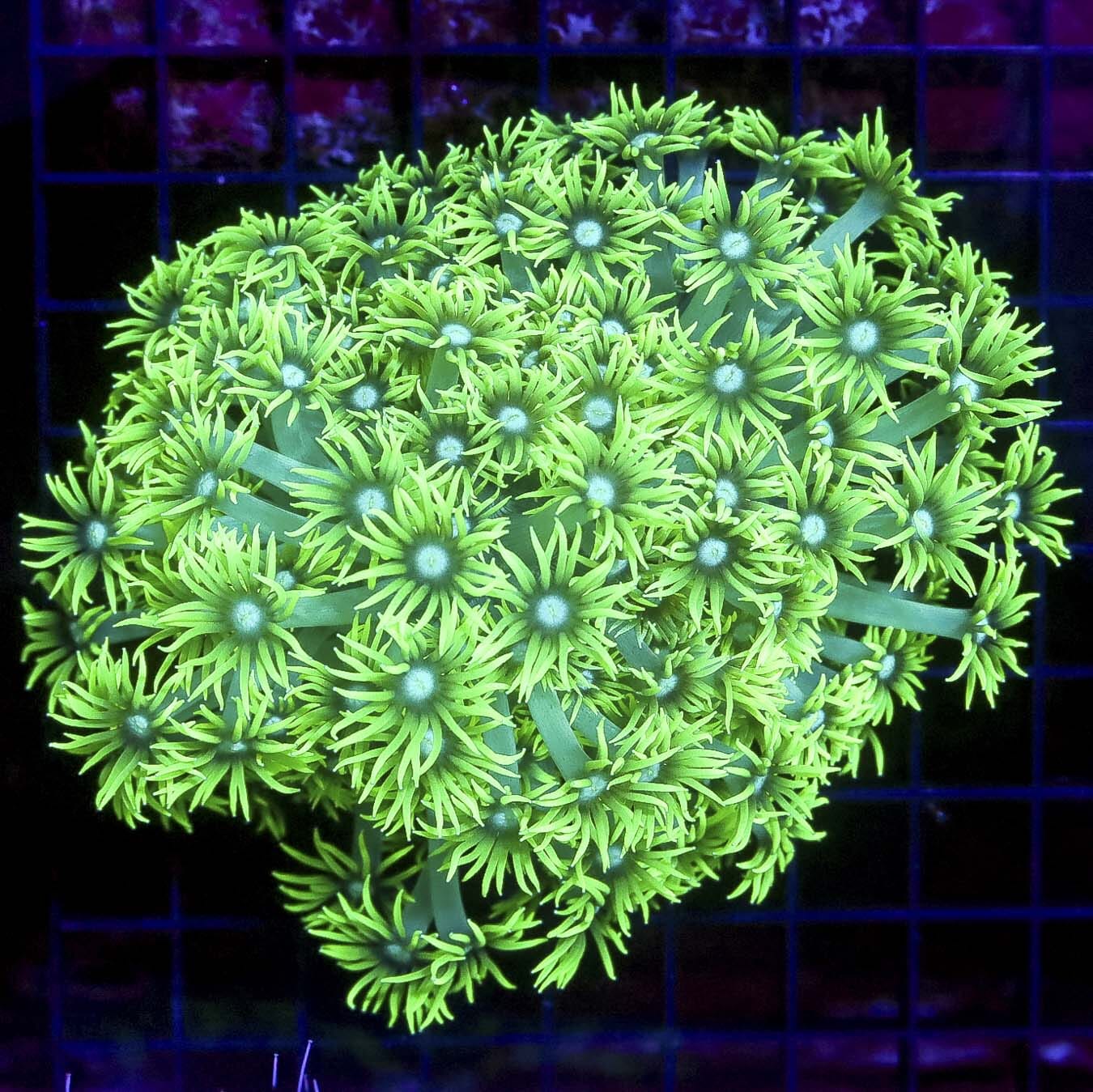 Aussie Green Ghost Long Polyp Goniopora