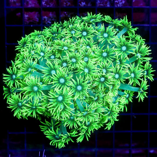 Aussie Green Ghost Long Polyp Goniopora