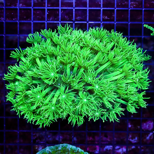 Toxic Cloud Huge Polyp Goniopora