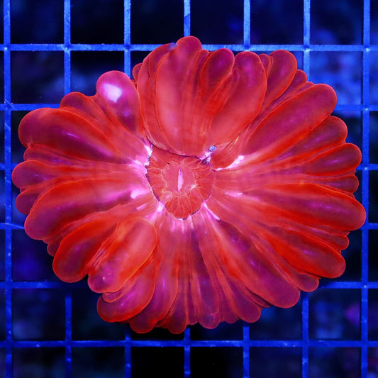 Cherry Bomb Cynarina