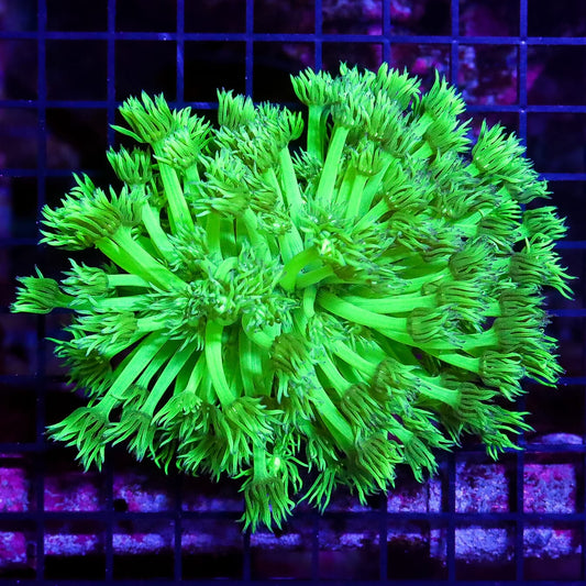 Toxic Cloud Huge Polyp Goniopora
