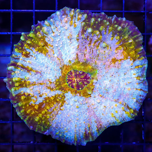 Super Rare Pastel PInk and Gold Echinomorpha Chalice