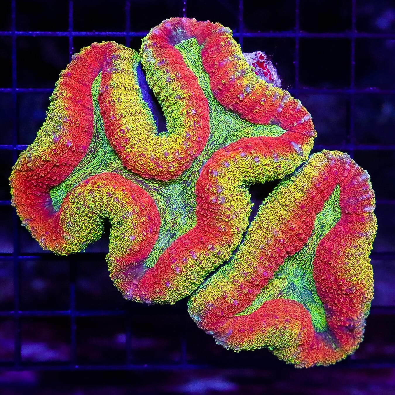 Eternal Sun Lobophyllia