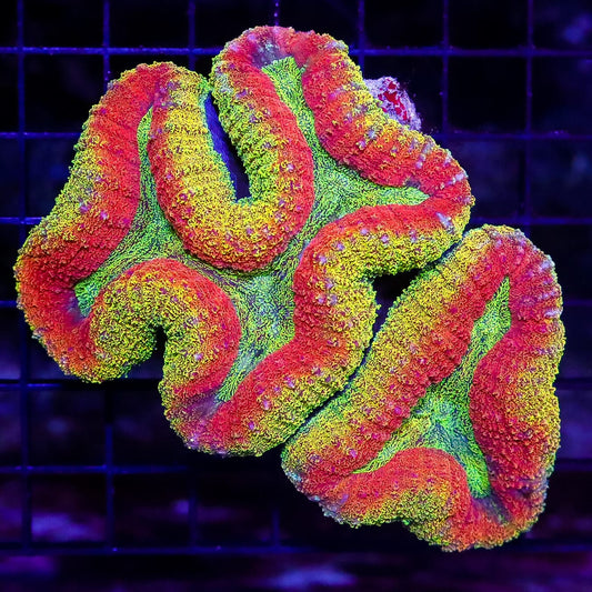 Eternal Sun Lobophyllia