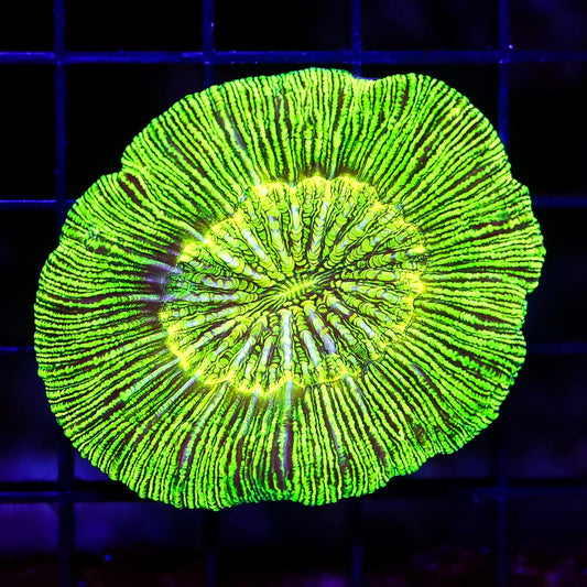 Static Overcharge Trachyphyllia