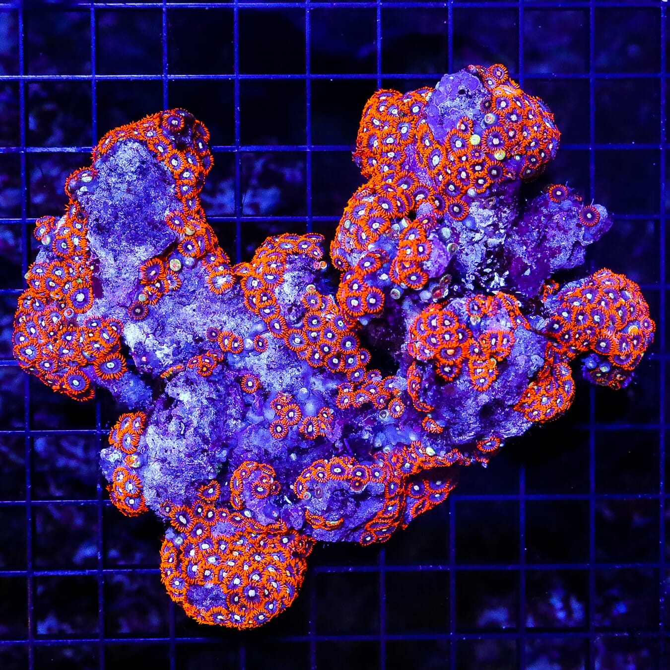 Flaming Orange Zoanthids