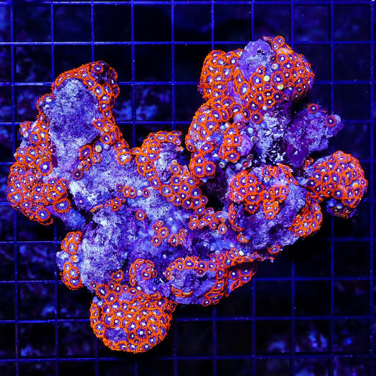 Flaming Orange Zoanthids