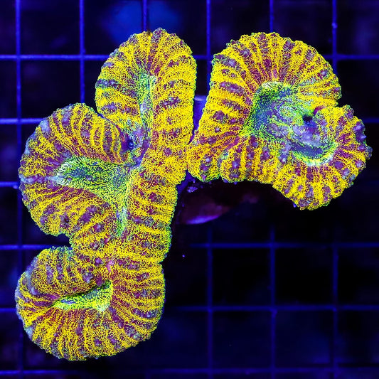 Solar Flare Lobophyllia
