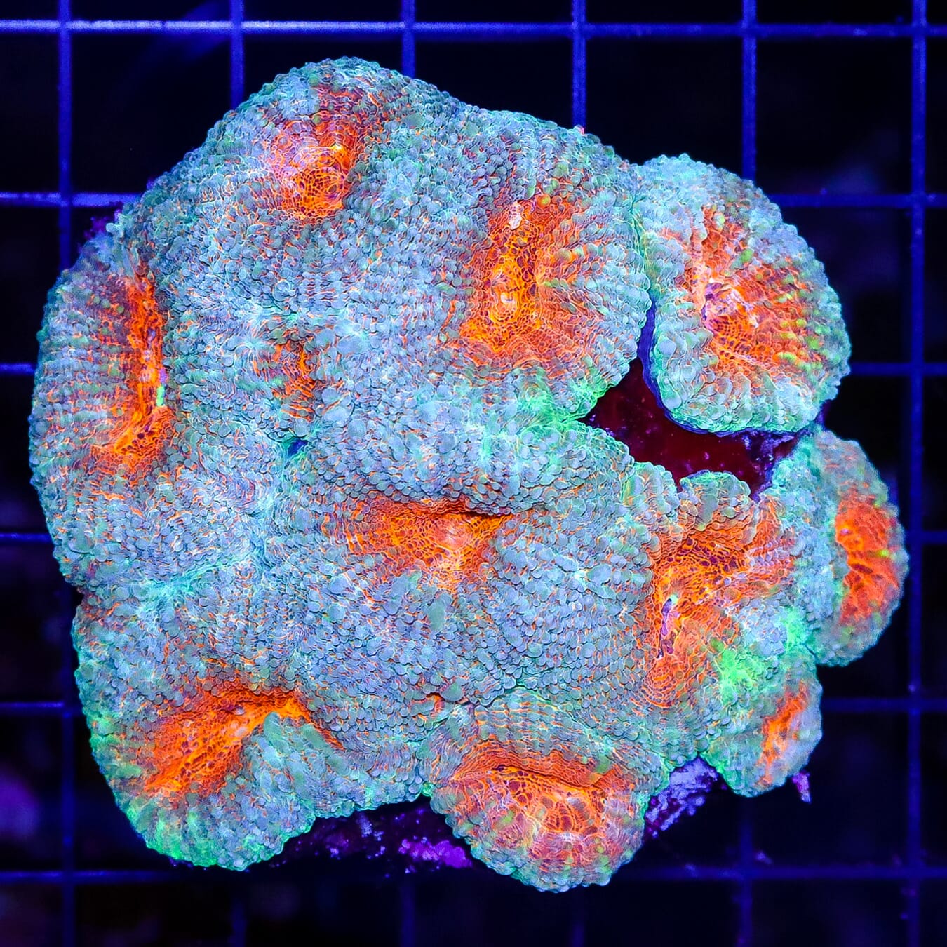 Distant Suns Lobophyllia