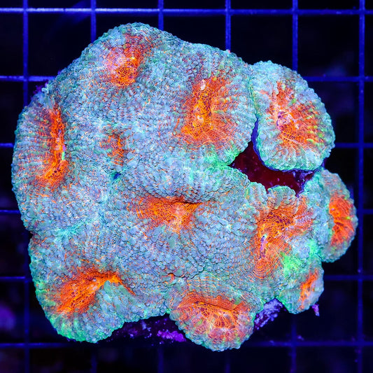 Distant Suns Lobophyllia