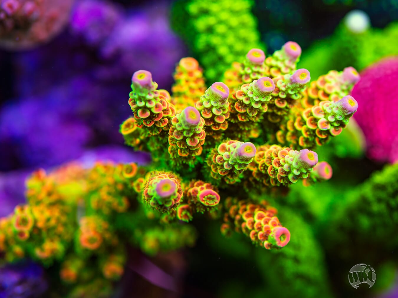 WWC Cash Me Outside Tenuis Acropora