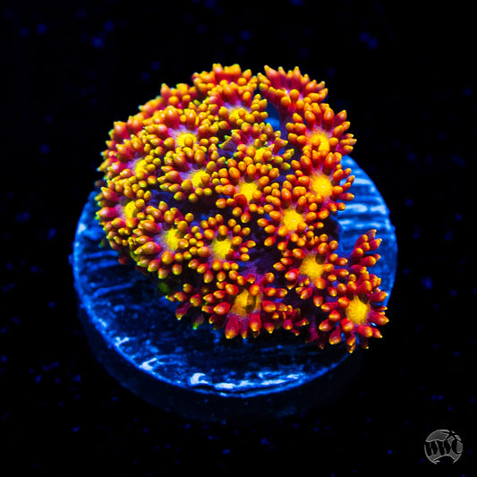 Flame Tongue Micro Goniopora Coral