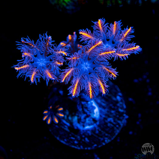 WWC Florida Squeeze Clove Polyp Coral