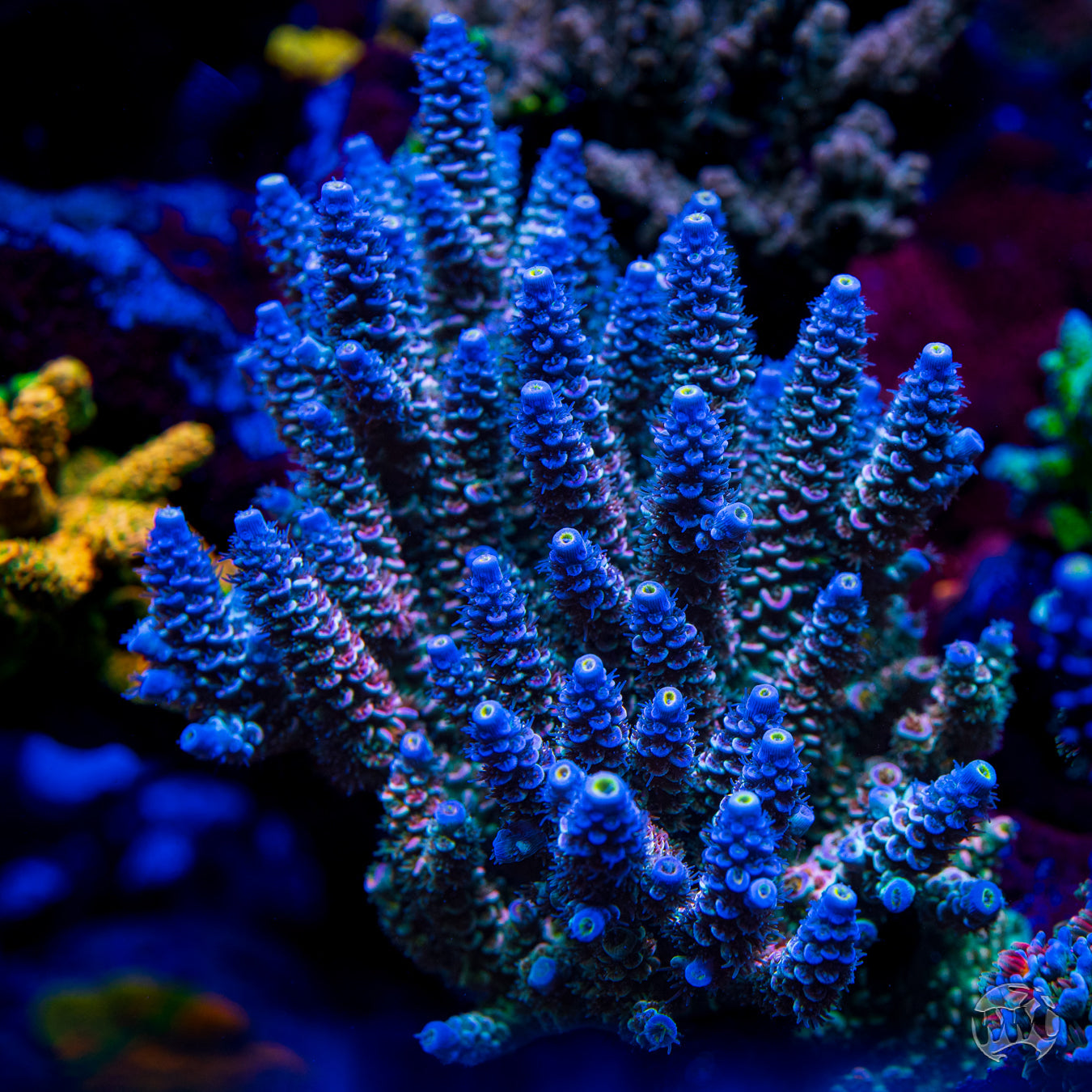 WWC Hair of the Dog Tenuis Acropora