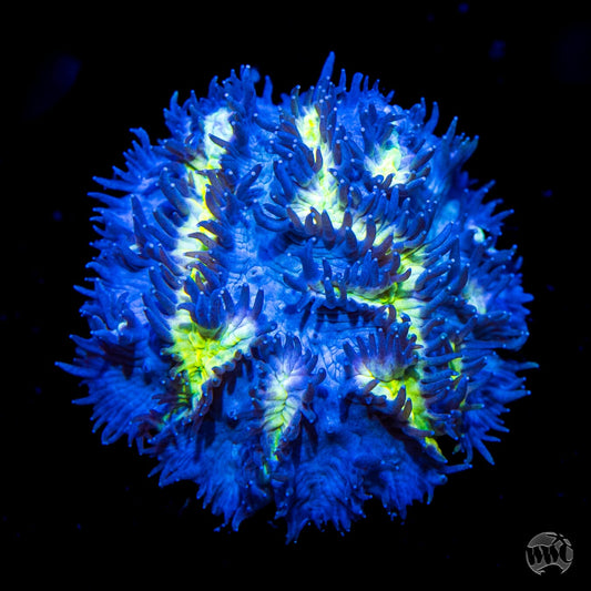 Jason Fox Blueberry Blast Hydnophora