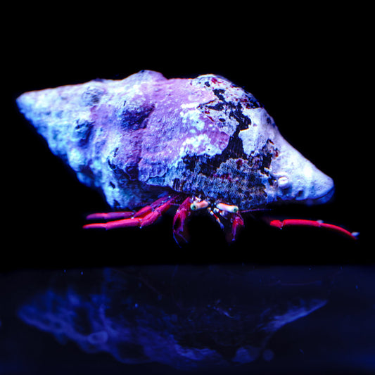 Scarlet Hermit Crab